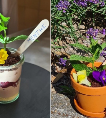 Comme un jardin de menthe, "chocolat et framboises terreau coco"